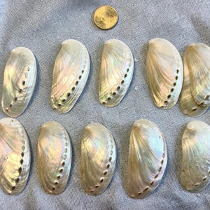 May include: Ten iridescent abalone shells arranged in two rows, each featuring a curved shape with a line of small holes along one edge. A single gold-coloured coin is positioned at the top centre for scale, measuring approximately 1.9 cm in diameter.