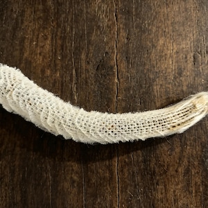May include: A curved, off-white snake shed skin featuring a delicate, translucent, and net-like texture. The elongated specimen displays a fine, porous pattern throughout its length, tapering to a frayed, fibrous end on the right side.