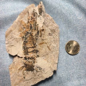 May include: A fossilised crustacean embedded in a light tan, irregular piece of sedimentary rock. The fossil displays a dark brown, segmented body with visible appendages. A silver-coloured coin is placed next to the rock for scale reference.