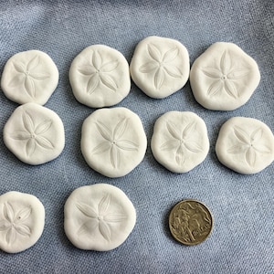 May include: Ten small, off-white, circular sand dollar replicas with a five-petaled floral pattern embossed on the surface. A gold-coloured one-dollar coin is positioned next to the items to provide a clear sense of scale for the objects.