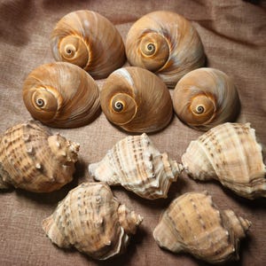 May include: An assortment of seashells in brown and beige tones. The shells display diverse forms, some with spiral designs and others with textured exteriors. The arrangement evokes a natural, coastal aesthetic.