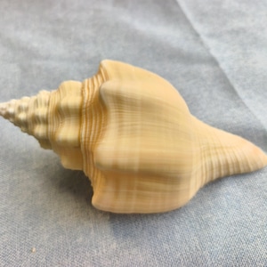 May include: A light beige conch shell featuring a spiraled, pointed apex and a smooth, elongated body. The shell displays subtle, vertical striations and a textured, ridged surface along its conical spire, showcasing natural cream and tan tones.