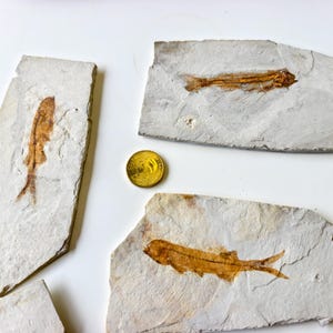 May include: Several fossilized fish specimens are displayed on light-colored stone slabs. The fish fossils are a brownish-orange color, and a gold coin is included for scale. The fossils are set against a white background.