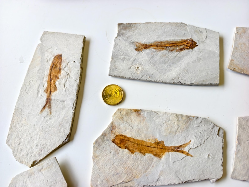 May include: Several fossilized fish specimens are displayed on light-colored stone slabs. The fish fossils are a brownish-orange color, and a gold coin is included for scale. The fossils are set against a white background.