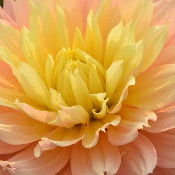 Dahlias are the color of the fall. I found this pink tinted one at the Swan Island farms.