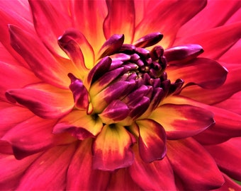 Dahlias come in so many colors and shapes the variety seems endless.