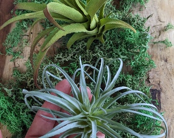 Faux Air plant Stricta, tillandsia Air Plant for Indoor Gardening