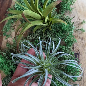 Faux Air plant Stricta, tillandsia Air Plant for Indoor Gardening image 1