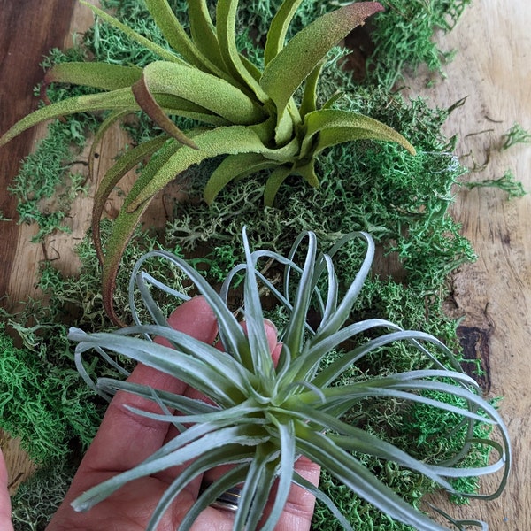 Faux Air plant Stricta, tillandsia Air Plant for Indoor Gardening