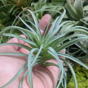 Faux Air plant Stricta, tillandsia Air Plant for Indoor Gardening image 10