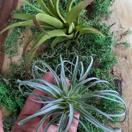 Artificial Tillandsia Air Plant  Realistic Faux Plant Dcor for  Terrariums, or Home Display - Etsy