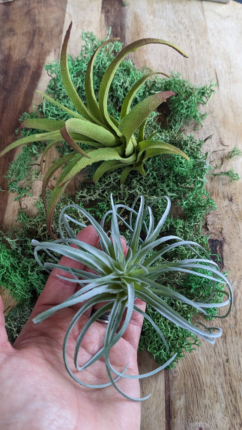 Faux Air plant Stricta, tillandsia Air Plant for Indoor Gardening image 1