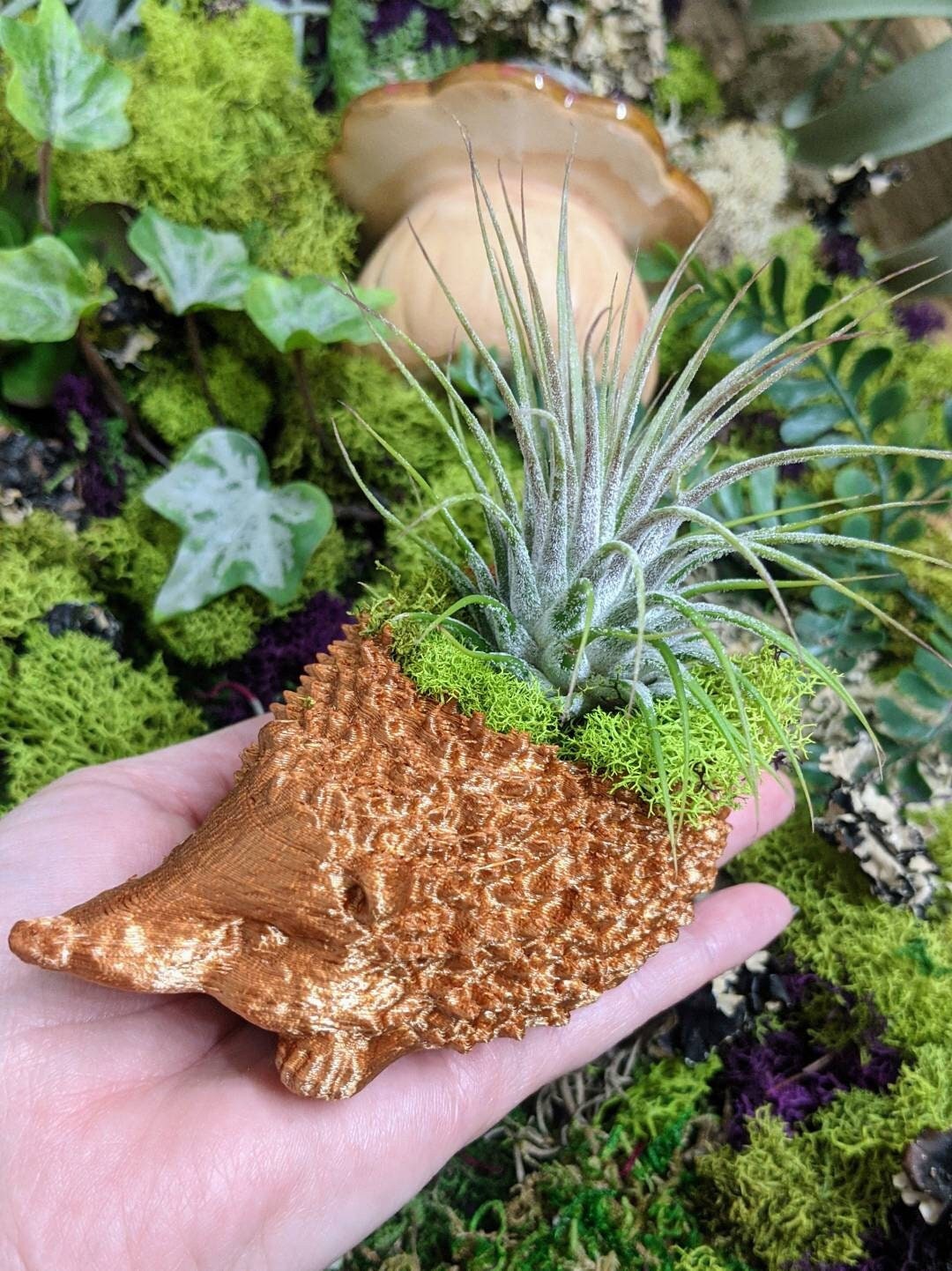 Tillandsia ionantha 'Hedgehog' チランジア・イオナンタ ヘッジホッグ