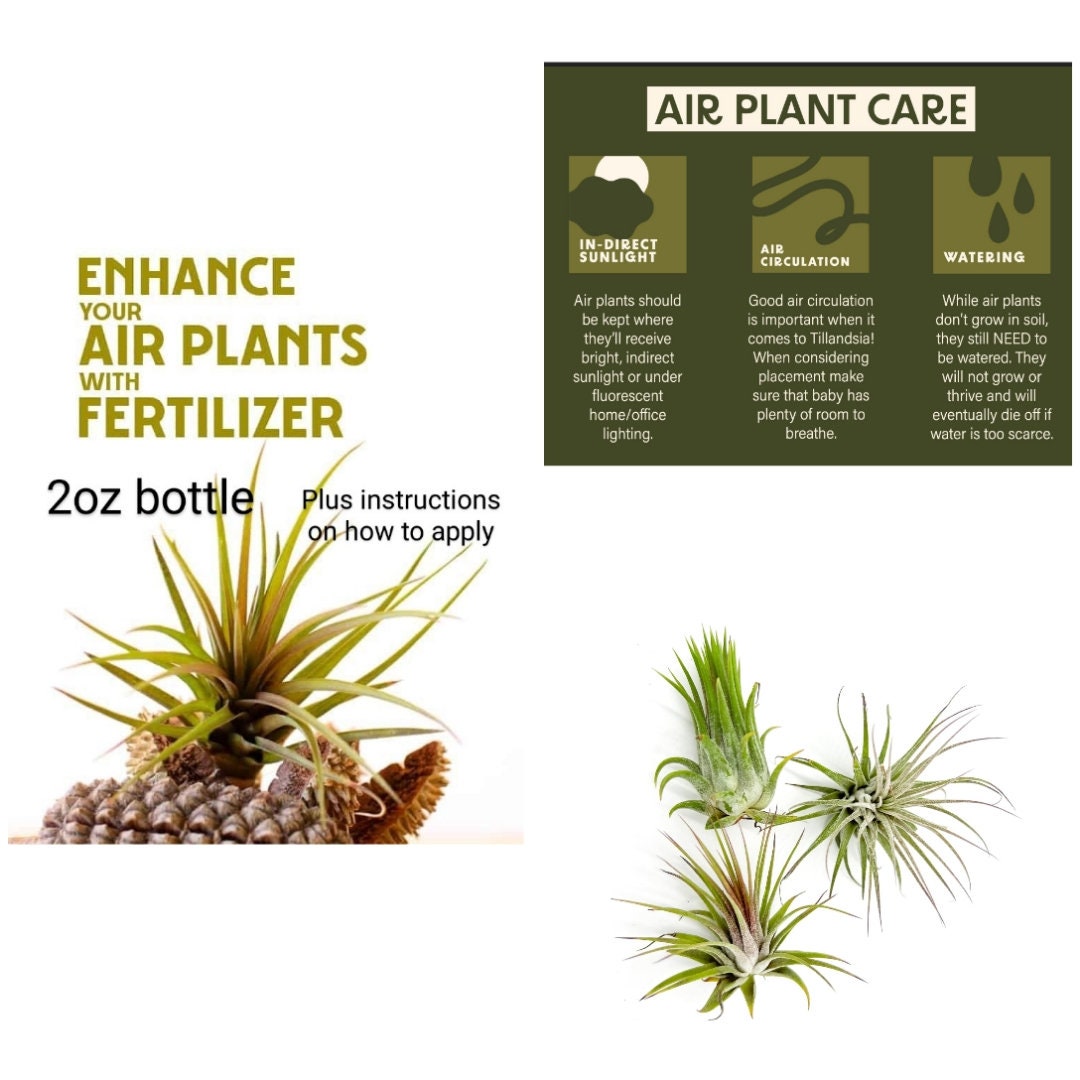 buy climbing philodendron Philodendron Majesty — Rare Dark Hybrid Climbing Philodendron main image 1