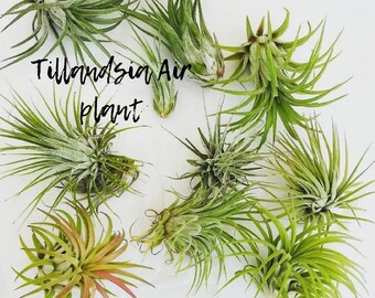 Small Tillandsia  Air Plants, for Indoor Gardening,Terrarium Plant, Easy Care Plant