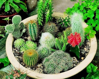 Cacti Seeds, Mix Cactus Spiny Plants, for Indoor or Outdoor Gardening