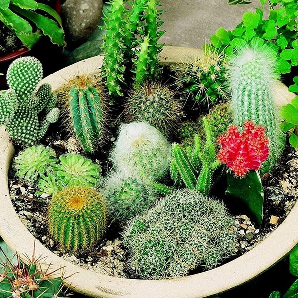 Cacti Seeds, Mix Cactus Spiny Plants, for Indoor or Outdoor Gardening