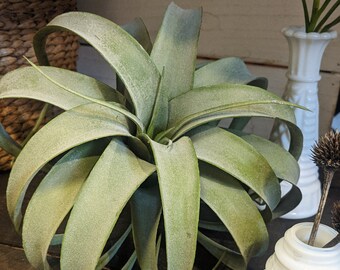 Large faux Xerographica, air plant, tillandsia plant for Indoor Gardening
