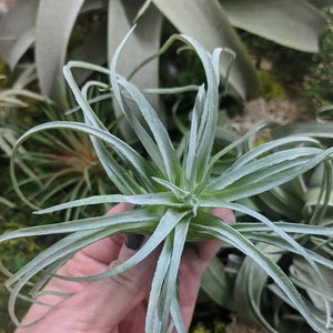 Faux Air plant Stricta, tillandsia Air Plant for Indoor Gardening image 3