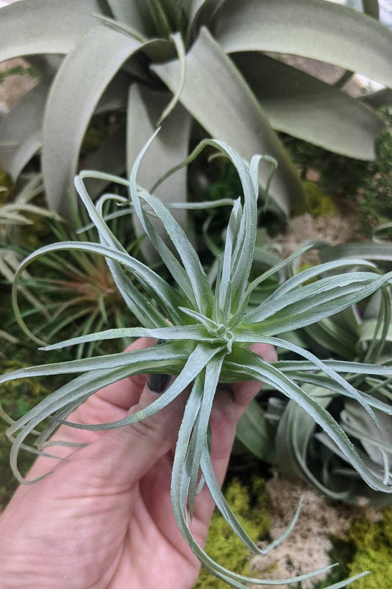 Faux Air plant Stricta, tillandsia Air Plant for Indoor Gardening image 3