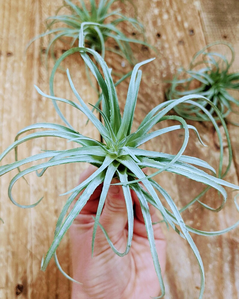 Faux Air plant Stricta, tillandsia Air Plant for Indoor Gardening image 8