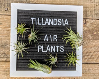 Small Tillandsia Air Plants, for Indoor Gardening,Terrarium Plant, Easy Care Plant