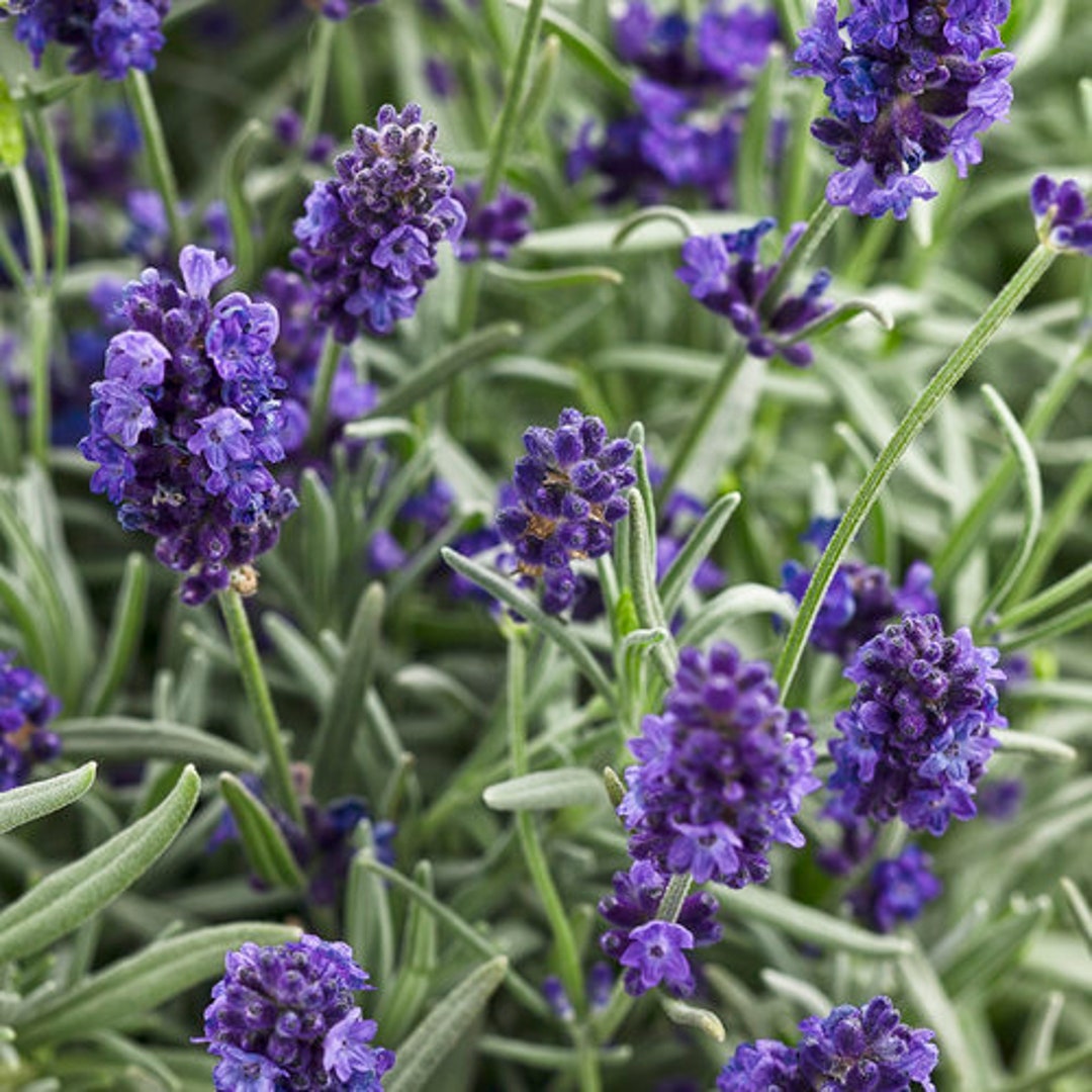 English Lavender Seeds Organic for Indoor Herb Garden Etsy