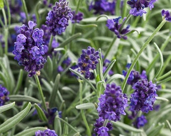 English Lavender Seeds, Organic, for Indoor Herb Garden