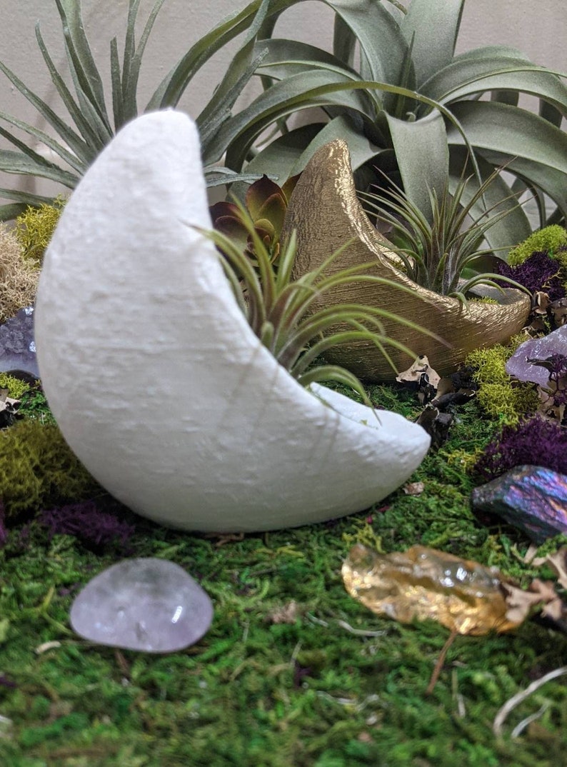 Crescent Moon Planter for Air plants, Indoor gardening image 3