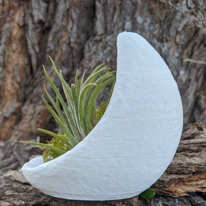 Crescent Moon Planter for Air plants, Indoor gardening image 10