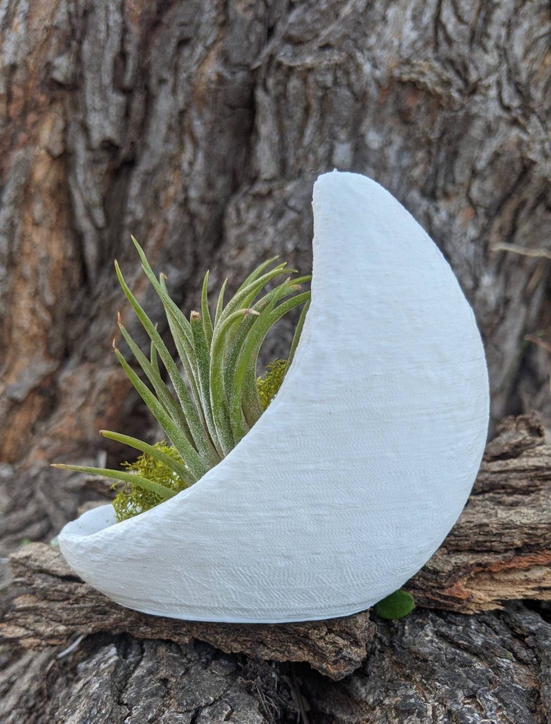 Crescent Moon Planter for Air plants, Indoor gardening image 10