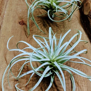 Faux Air plant Stricta, tillandsia Air Plant for Indoor Gardening image 9