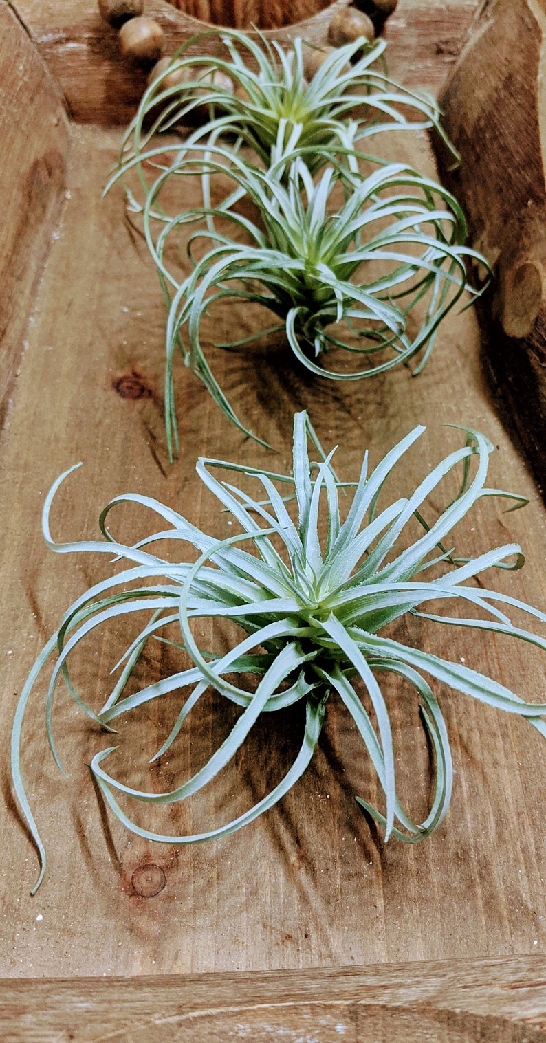 Faux Air plant Stricta, tillandsia Air Plant for Indoor Gardening image 9