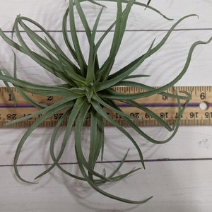 Faux Air plant Stricta, tillandsia Air Plant for Indoor Gardening image 5