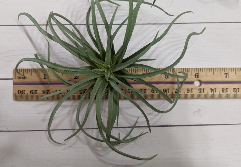 Faux Air plant Stricta, tillandsia Air Plant for Indoor Gardening image 5