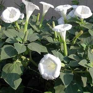 Moonflower seeds, Non-GMO, Flower seeds for Outdoor gardening