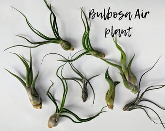 Bulbosa, Medusae Air plants, for Indoor Gardening,Terrarium Plant, Easy Care Plant