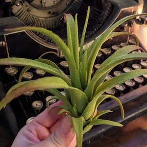 Faux Air plant Stricta, tillandsia Air Plant for Indoor Gardening image 4