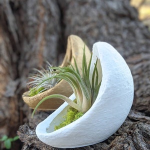 Crescent Moon Planter for Air plants, Indoor gardening image 2