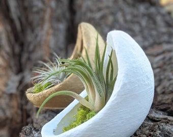 Crescent Moon Planter for Air plants, Indoor gardening