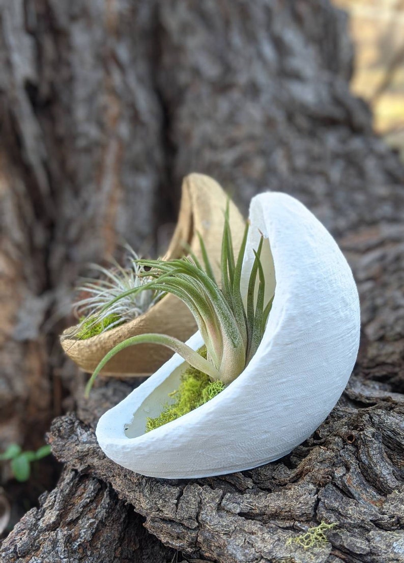 Crescent Moon Planter for Air plants, Indoor gardening image 2