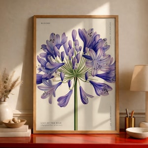 Lily of the Nile (Agapanthus praecox) Botanical Poster, Vintage Flower Illustration, Floral Wall Art