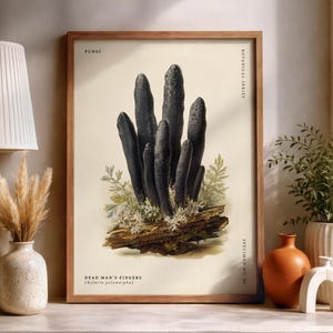 Póster de hongos Xylaria polymorpha (dedos de hombre muerto), ilustración botánica, arte mural de hongos vintage.