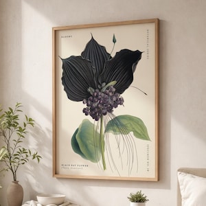 Puede incluir: Un grabado botánico enmarcado con una ilustración de la flor del murciélago negro. La obra muestra los pétalos oscuros, las bayas moradas y las hojas verdes de la flor, con los textos "Blooms" y "Botanical Series".