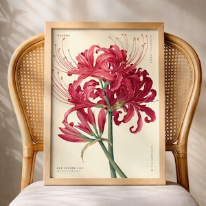 Red Spider Lily Wall Art Print, Botanical Flower Poster, Lycoris Radiata Floral Artwork, Vintage Botanical Decor for Living Room