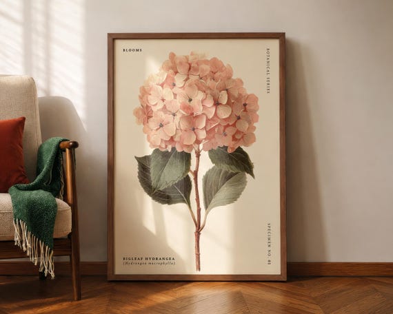 Bigleaf Hydrangea Wall Art Print, Botanical Flower Poster, Vintage Floral Specimen Artwork, Pink Hydrangea Decor for Living Room