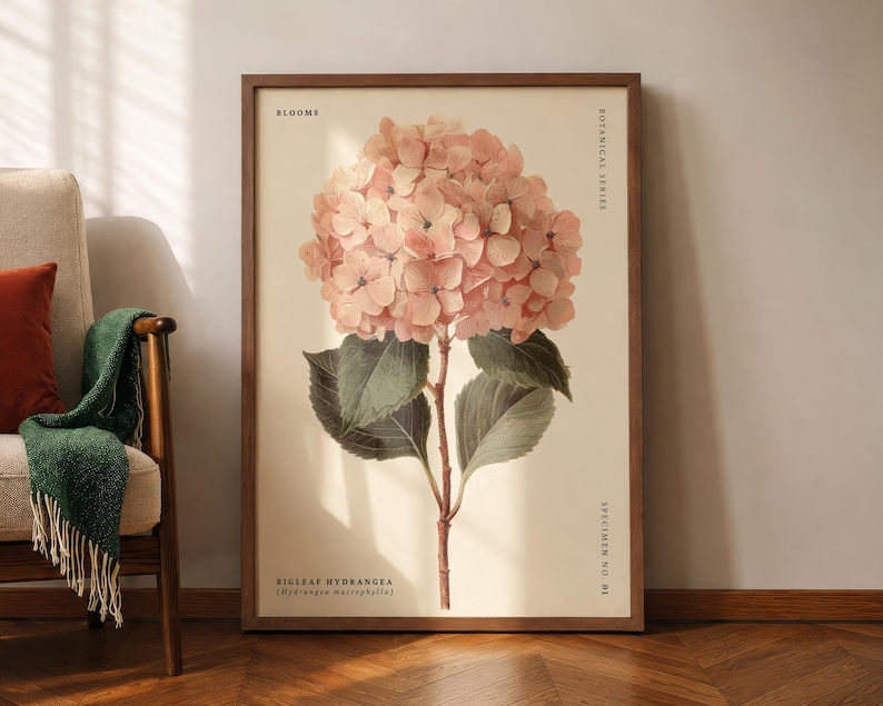 May include: A framed botanical print featuring a detailed illustration of a Bigleaf Hydrangea (Hydrangea macrophylla). The artwork showcases a large, pink hydrangea bloom with green leaves and a brown stem against a cream background. The print is part of a botanical series.