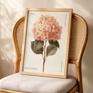 May include: A framed botanical print featuring a detailed illustration of a Bigleaf Hydrangea flower in soft pink hues. The print is displayed on a light-colored wooden frame and rests on a woven chair. The print includes the text "Blooms" and "Botanical Series".