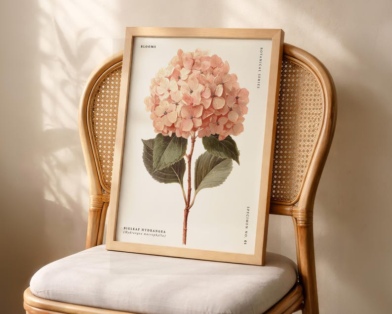 May include: A framed botanical print featuring a detailed illustration of a Bigleaf Hydrangea flower in soft pink hues. The print is displayed on a light-colored wooden frame and rests on a woven chair. The print includes the text "Blooms" and "Botanical Series".