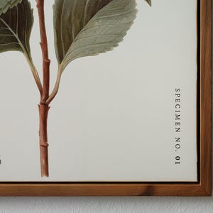 May include: Botanical print of a plant stem with leaves, framed in a wooden frame. The artwork features detailed illustrations of the plant's structure, with text that reads "SPECIMEN NO. 01". The leaves are green and the stem is brown.